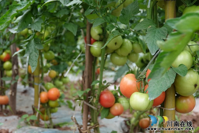 古蔺:县城周边有个“高山蔬菜村”(图4) 微信图片_20230609165229.jpg