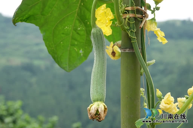 古蔺:县城周边有个“高山蔬菜村”(图5) 微信图片_20230609165242.jpg