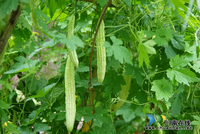 古蔺:县城周边有个“高山蔬菜村”(图14) 微信图片_20230609165347.jpg