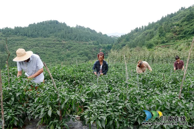 古蔺:县城周边有个“高山蔬菜村”(图8) 微信图片_20230609165256.jpg