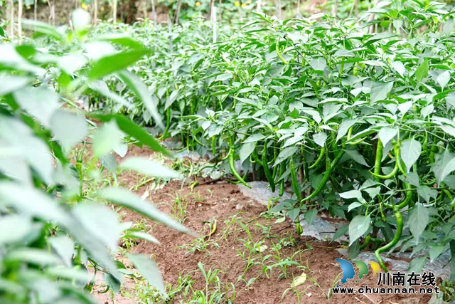 古蔺:县城周边有个“高山蔬菜村”(图10) 微信图片_20230609165310.jpg