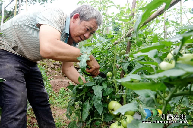 古蔺:县城周边有个“高山蔬菜村”(图11) 微信图片_20230609165319.jpg
