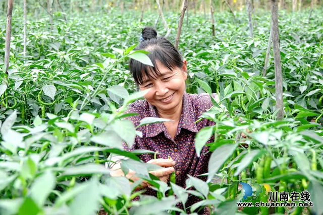 古蔺:县城周边有个“高山蔬菜村”(图16) 微信图片_20230609165415.jpg