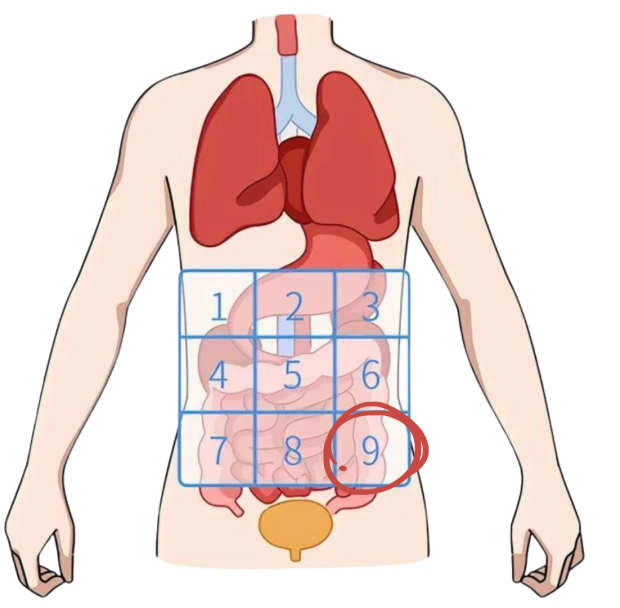 男性左下腹部位置图片图片