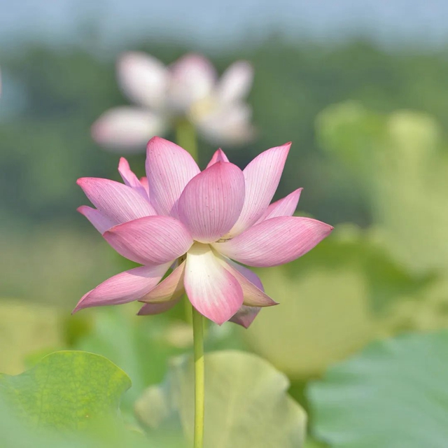 多图|在江阳区咀阳村,有一片仲夏的浪漫……(图1) 1.jpg