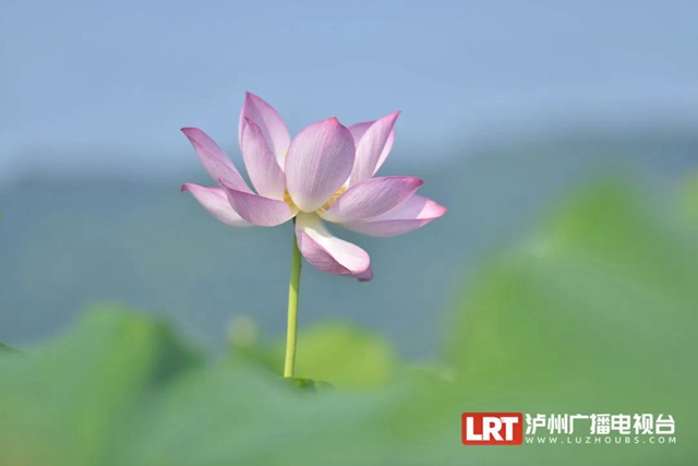 多图|在江阳区咀阳村,有一片仲夏的浪漫……(图3) 3.jpg