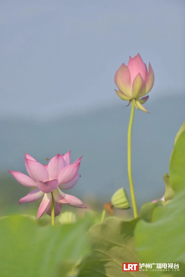 多图|在江阳区咀阳村,有一片仲夏的浪漫……(图4) 4.jpg