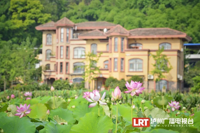 多图|在江阳区咀阳村,有一片仲夏的浪漫……(图5) 5.jpg