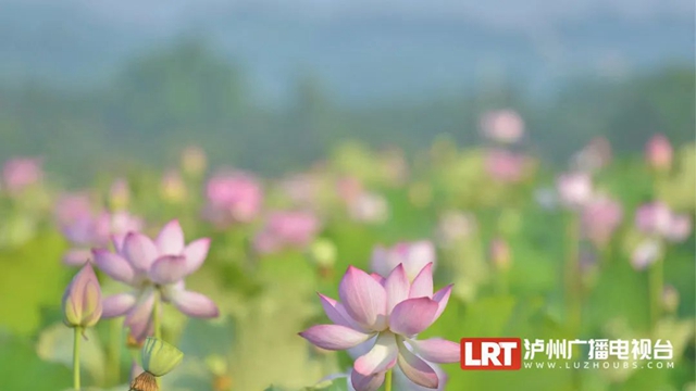 多图|在江阳区咀阳村,有一片仲夏的浪漫……(图6) 6.jpg