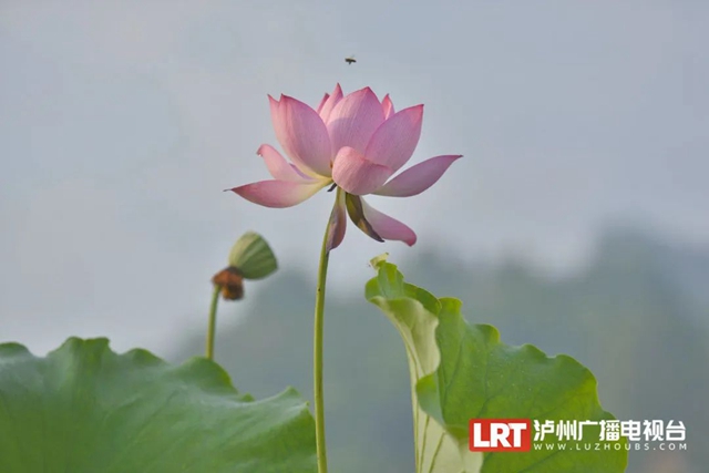 多图|在江阳区咀阳村,有一片仲夏的浪漫……(图7) 7.jpg