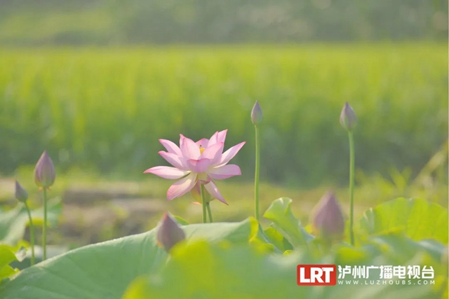 多图|在江阳区咀阳村,有一片仲夏的浪漫……(图9) 9.jpg
