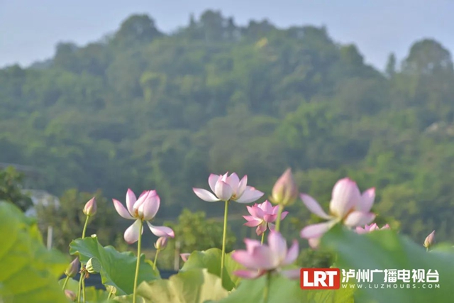 多图|在江阳区咀阳村,有一片仲夏的浪漫……(图8) 8.jpg