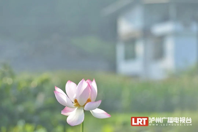 多图|在江阳区咀阳村,有一片仲夏的浪漫……(图12) 12.jpg