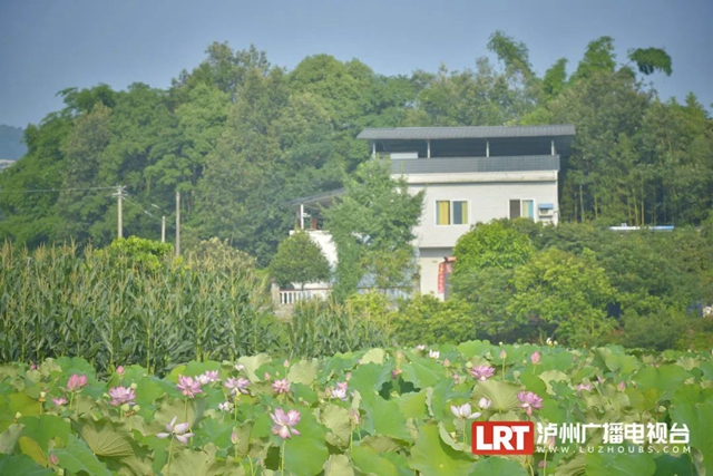 多图|在江阳区咀阳村,有一片仲夏的浪漫……(图11) 11.jpg