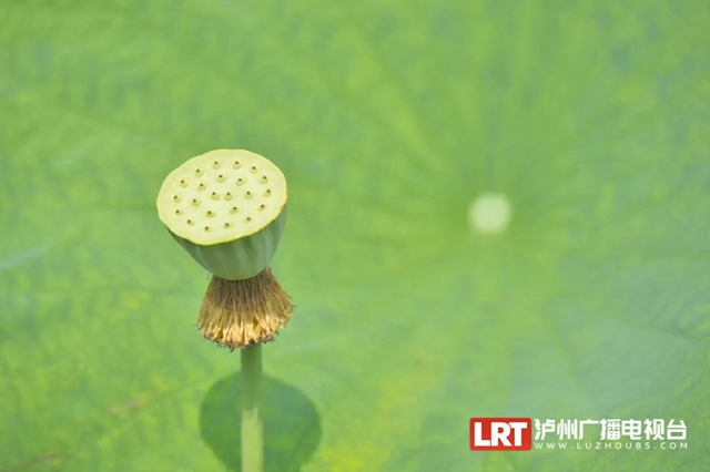 多图|在江阳区咀阳村,有一片仲夏的浪漫……(图13) 13.jpg