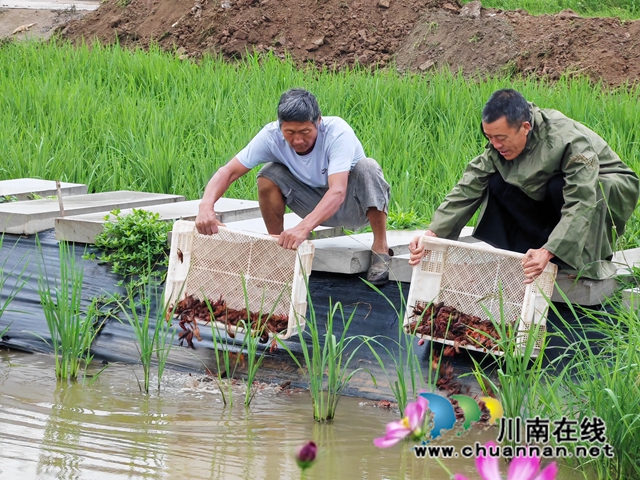 投放小龙虾种虾（曾佐然摄）.jpg