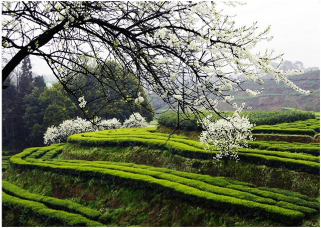 泸州三地上榜省级名单!皆是风景如画……(图6) 6.jpg