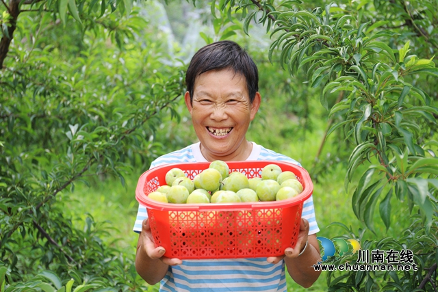 蜂糖李丰收.JPG