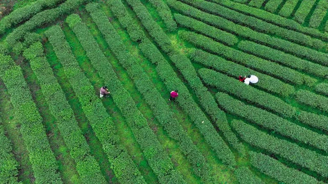 省级乡村旅游重点村名单公示,古蔺这个村入选!(图6) 5.jpg