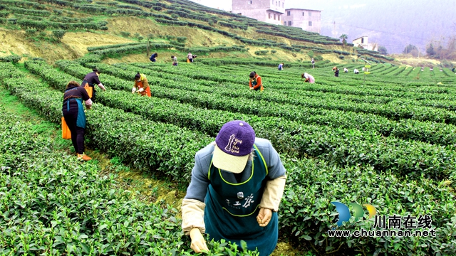 古蔺:大学生直播助农,为乡村振兴注入青春涌流(图5) 大学生直播助农 为乡村振兴注入青春涌流4.jpg