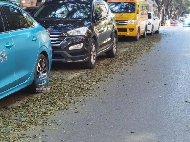 富顺县大量行道树变“秃”，罪魁祸首竟是它！