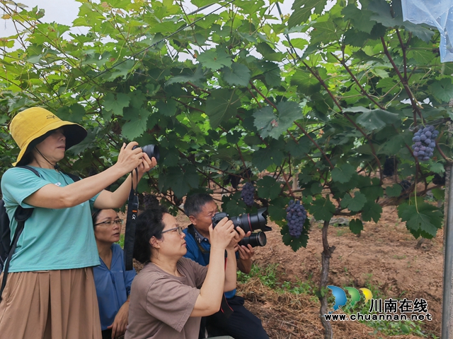 捕捉丰收的喜悦!泸县摄影培训班“开进”果田花乡葡萄园(图2) 学员拍摄葡萄(曾佐然摄).jpg