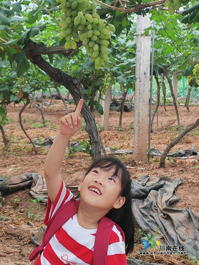 捕捉丰收的喜悦!泸县摄影培训班“开进”果田花乡葡萄园(图3) 葡萄梦(曾佐然摄).jpg