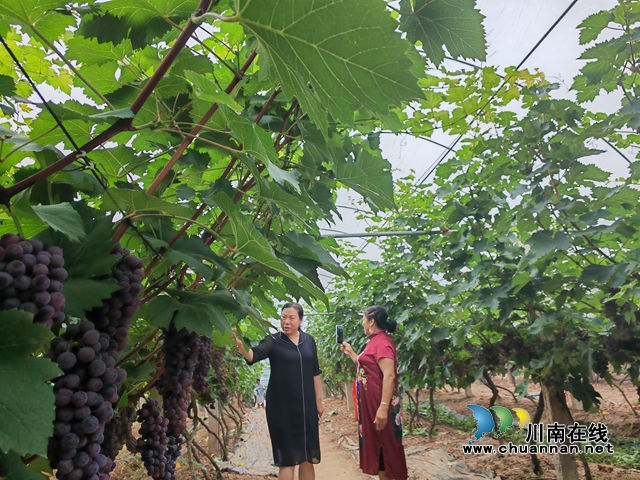 捕捉丰收的喜悦!泸县摄影培训班“开进”果田花乡葡萄园(图5) 拍抖音视频(曾佐然摄).jpg