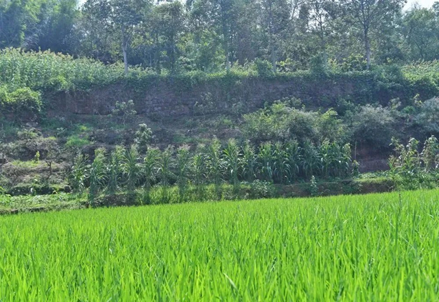 新华社镜头下的神臂城→(图7) 7.jpg