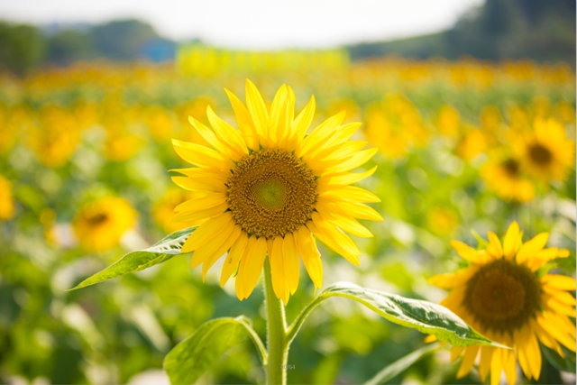 大自然之作!内江城郊惊现一幅巨美“油画”(图2) 2.jpg