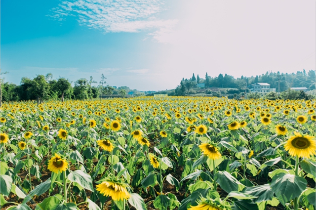 大自然之作!内江城郊惊现一幅巨美“油画”(图3) 3.jpg