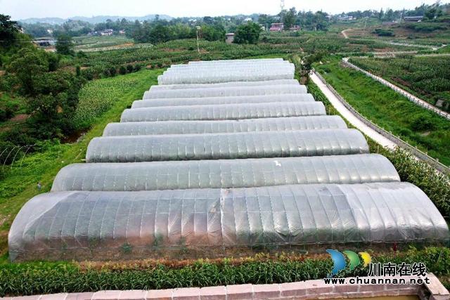 泸县立石镇:甜心葡萄照前景,贴心服务护民心(图2) DJI_0919_副本.jpg