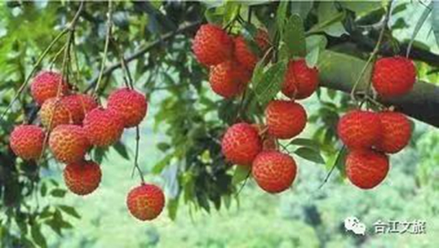 全城接“荔”，万元现金送送送！第32届合江荔枝文化旅游节即将启动