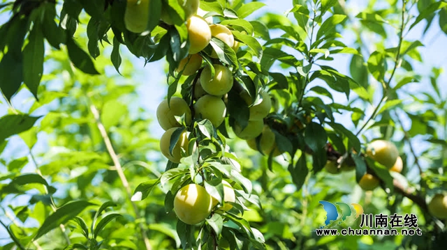 古蔺县彰德街道的蜂糖李熟啦!快来品尝!(图3) 3.jpg