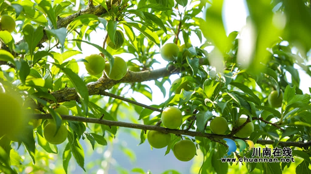 古蔺县彰德街道的蜂糖李熟啦!快来品尝!(图7) 7.jpg