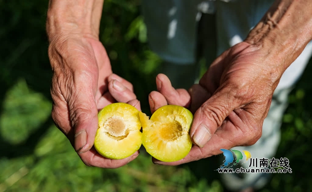 古蔺县彰德街道的蜂糖李熟啦!快来品尝!(图4) 4.jpg