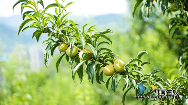 古蔺县彰德街道的蜂糖李熟啦!快来品尝!(图5) 5.jpg