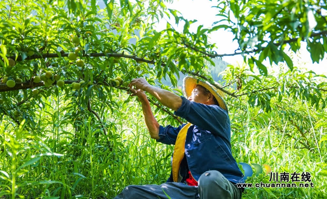 古蔺县彰德街道的蜂糖李熟啦!快来品尝!(图6) 6.jpg