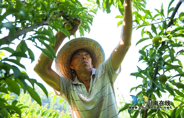 古蔺县彰德街道的蜂糖李熟啦!快来品尝!(图2) 2.jpg