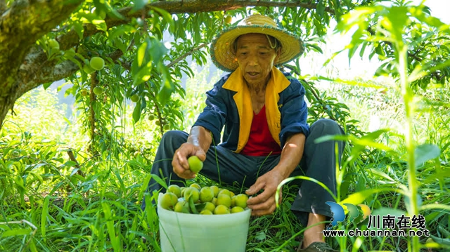 古蔺县彰德街道的蜂糖李熟啦!快来品尝!(图1) 1.jpg
