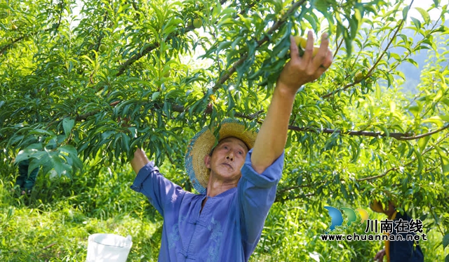 古蔺县彰德街道的蜂糖李熟啦!快来品尝!(图10) 10.jpg