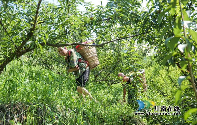 古蔺县彰德街道的蜂糖李熟啦!快来品尝!(图11) 11.jpg