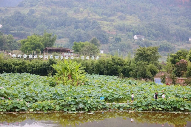 三年1000个!宜宾这样打造向往的乡村生活(图5) 4.jpg