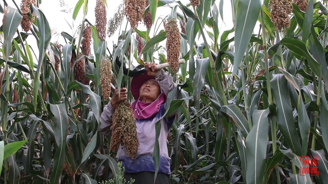 纳溪:粮油基地万亩高粱红 农民喜获丰收更增收(图2) 2.jpg