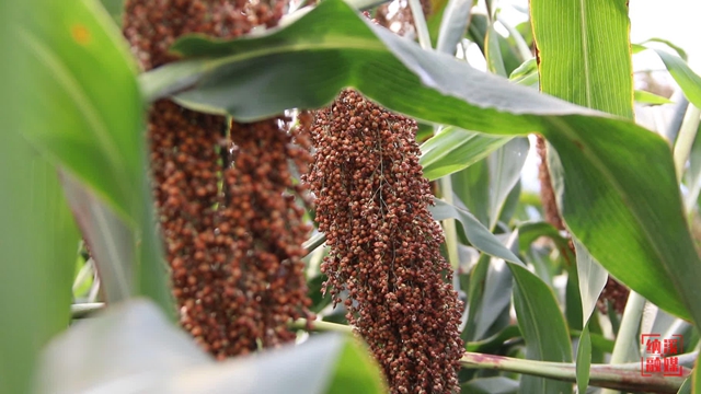 纳溪:粮油基地万亩高粱红 农民喜获丰收更增收(图3) 3.jpg