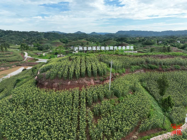 纳溪:粮油基地万亩高粱红 农民喜获丰收更增收(图4) 4.jpg