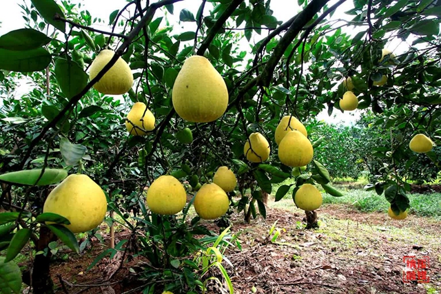 泸州四十正当红 | 纳溪:只此青绿“柚”见幸福(图1) 1.jpg