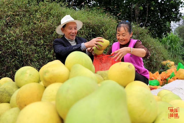 泸州四十正当红 | 纳溪:只此青绿“柚”见幸福(图2) 2.jpg