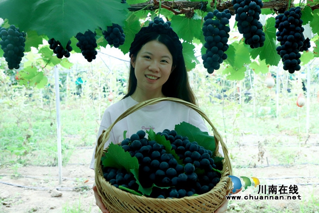 1.浓情七月、骄阳似火，在四川泸县4A景区玉蟾山下，玉蟾村村民张春梅辛勤打造的200余亩葡萄园迎来采摘季。.JPG