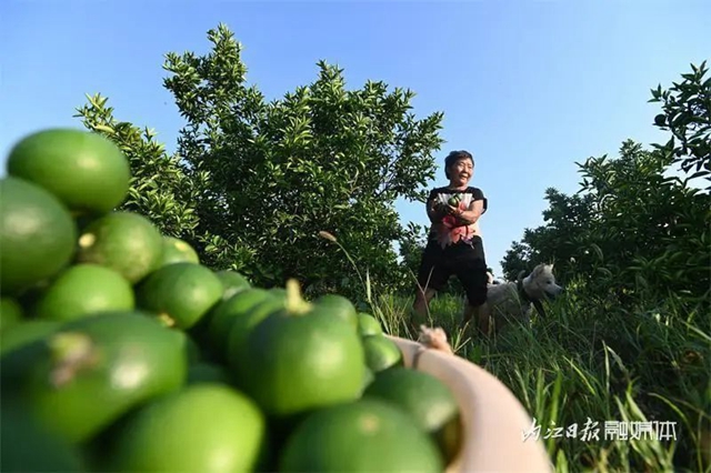 大丰收!内江这里4500余亩“小青果”迎来采摘季(图2) 2.jpg